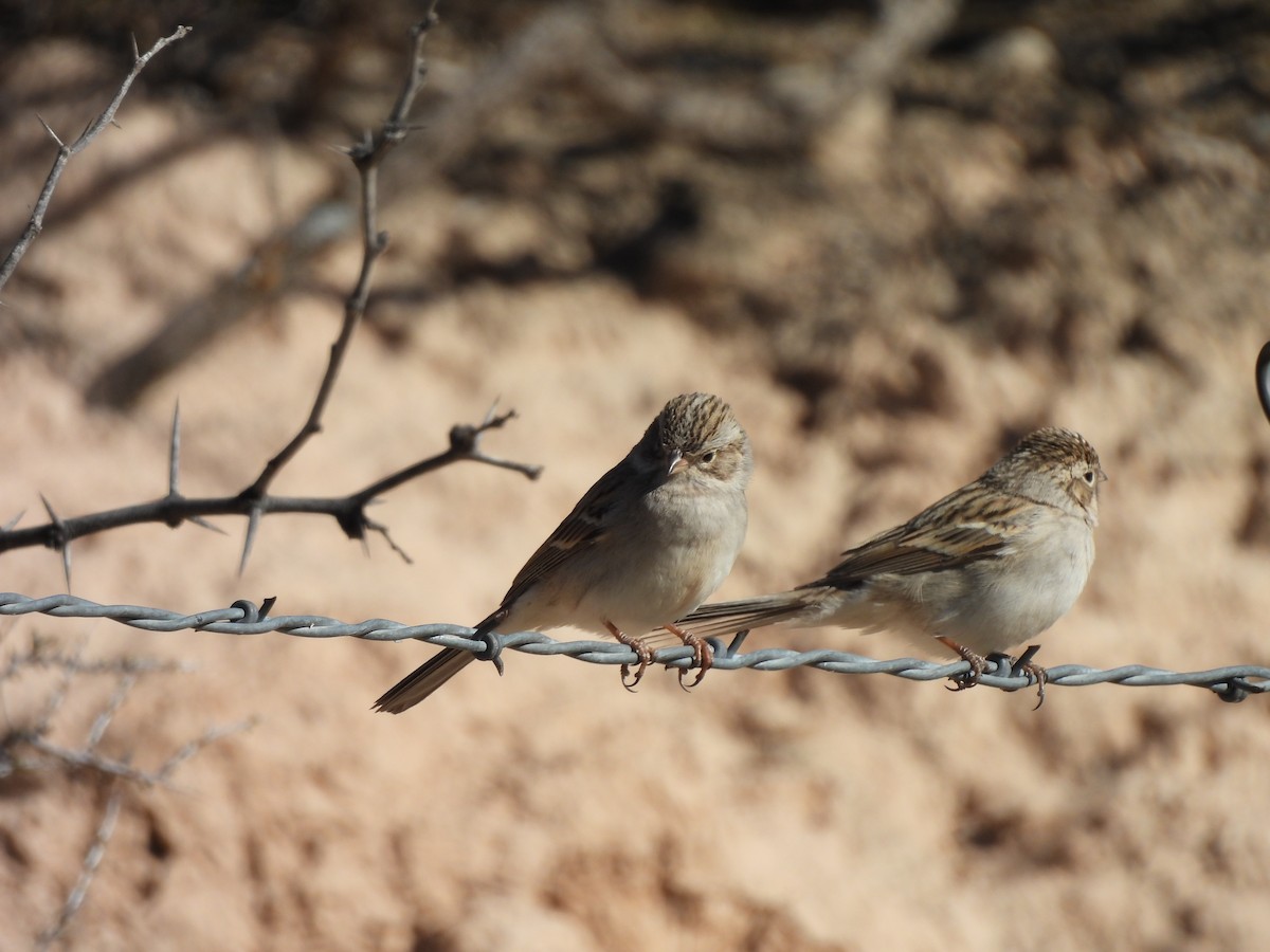 Brewer's Sparrow - ML645592557