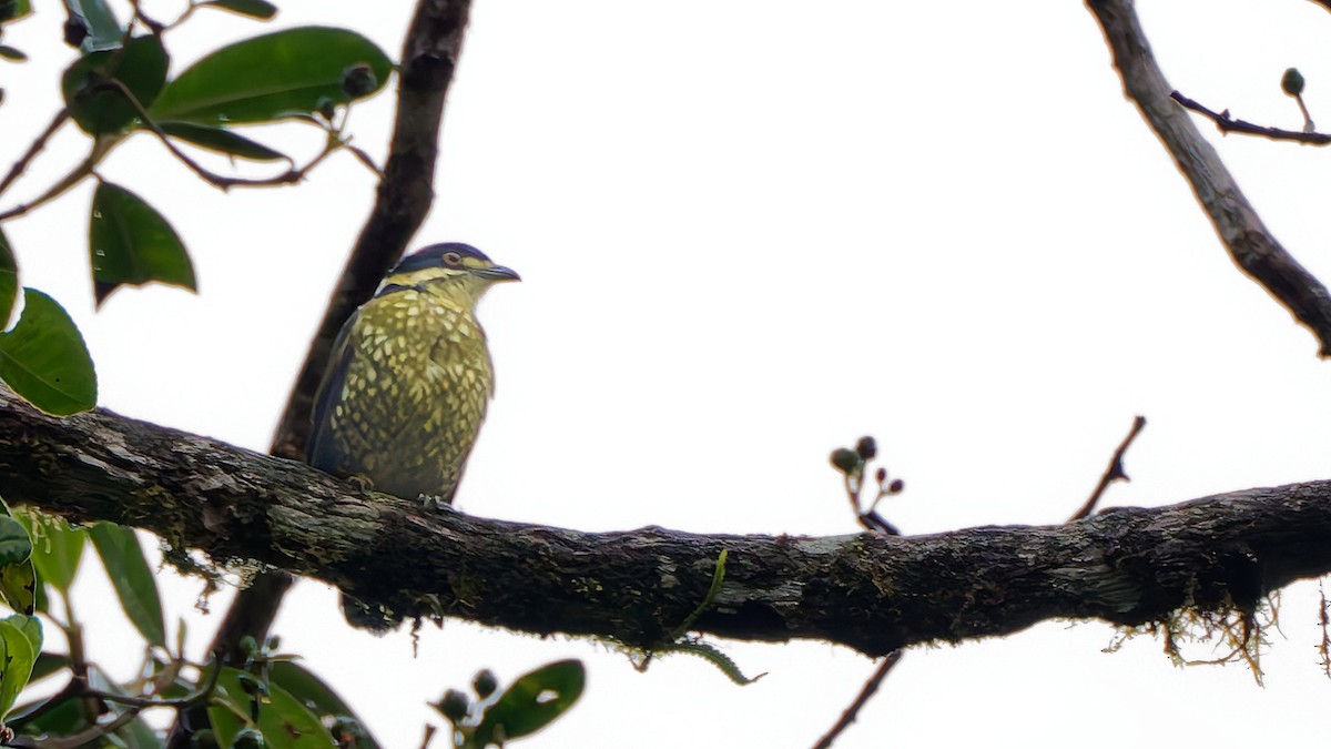 Scaled Fruiteater - ML645592558