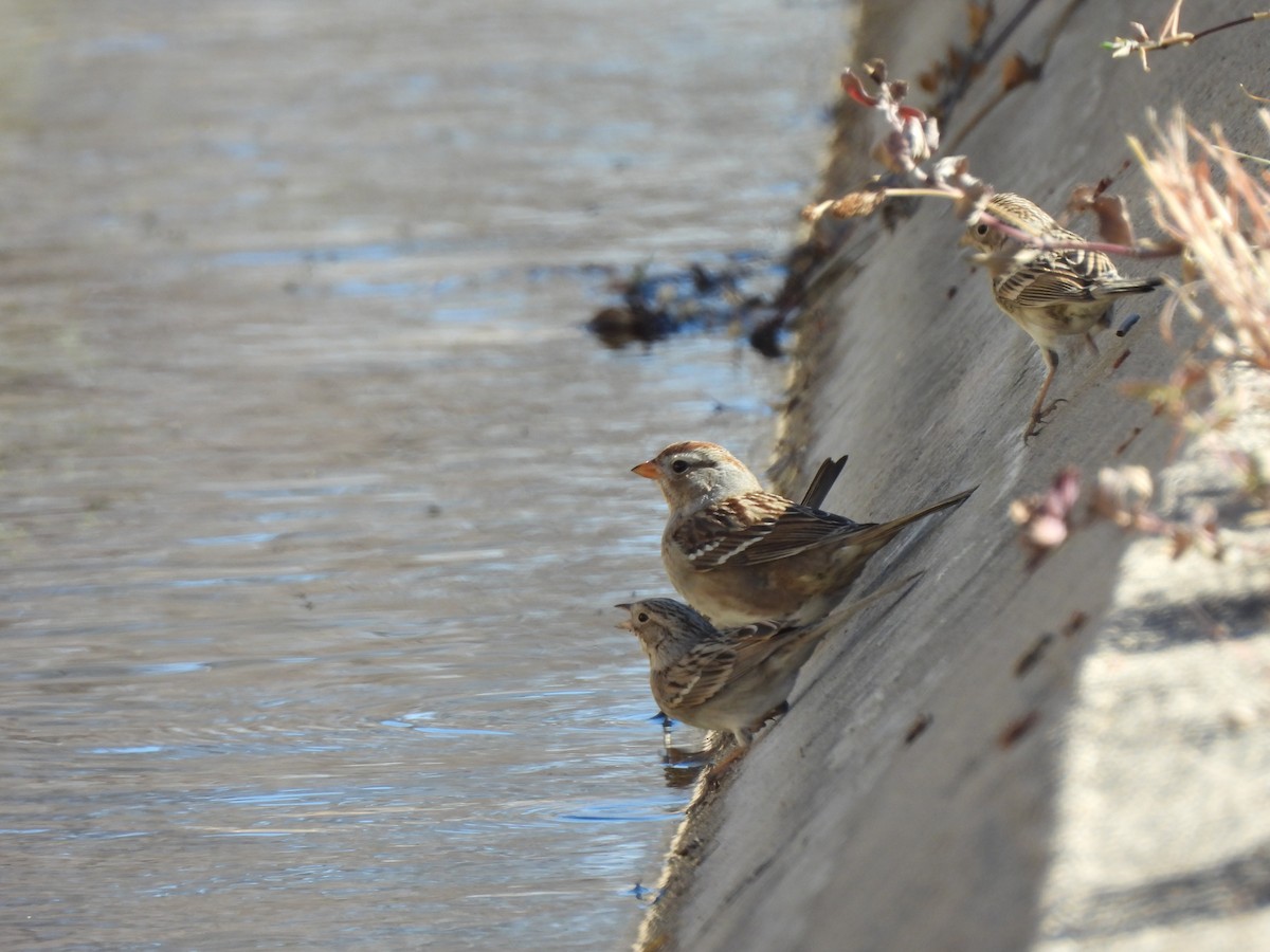 Brewer's Sparrow - ML645592559