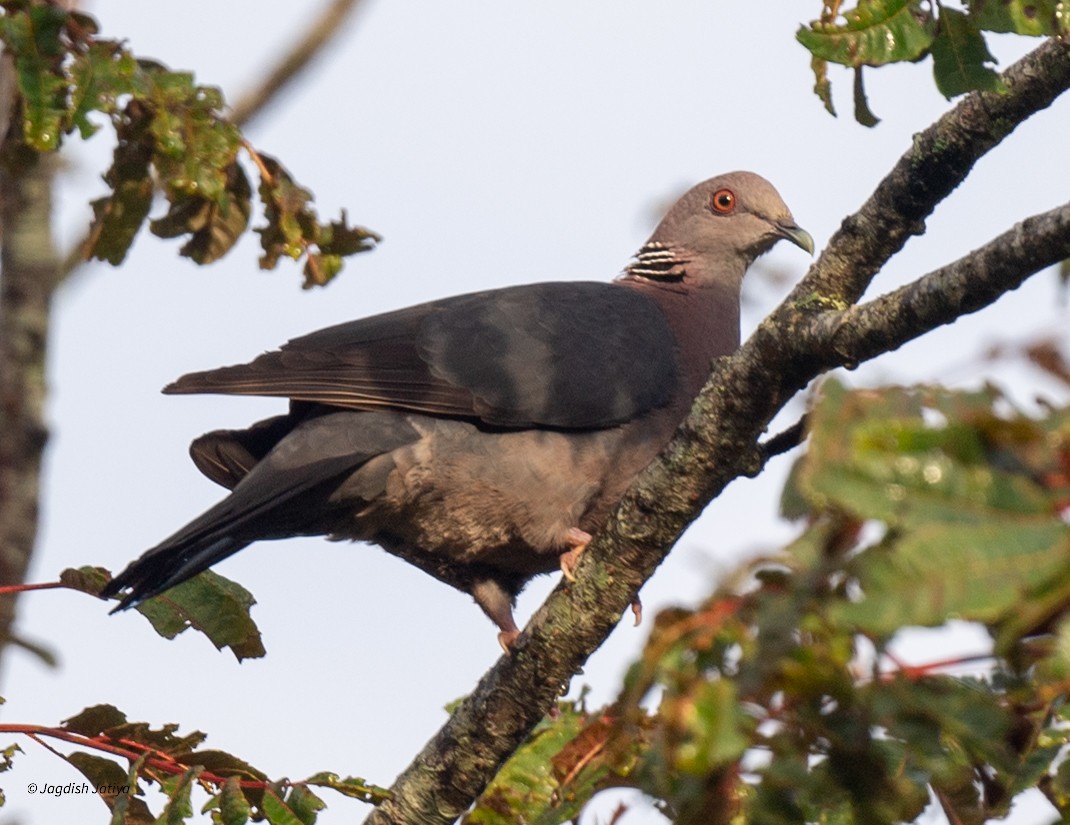 Sri Lanka Wood-Pigeon - ML645592561