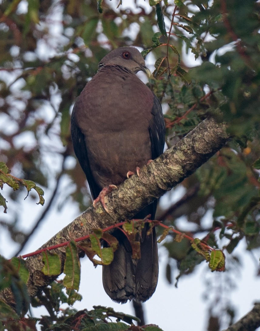Sri Lanka Wood-Pigeon - ML645592562