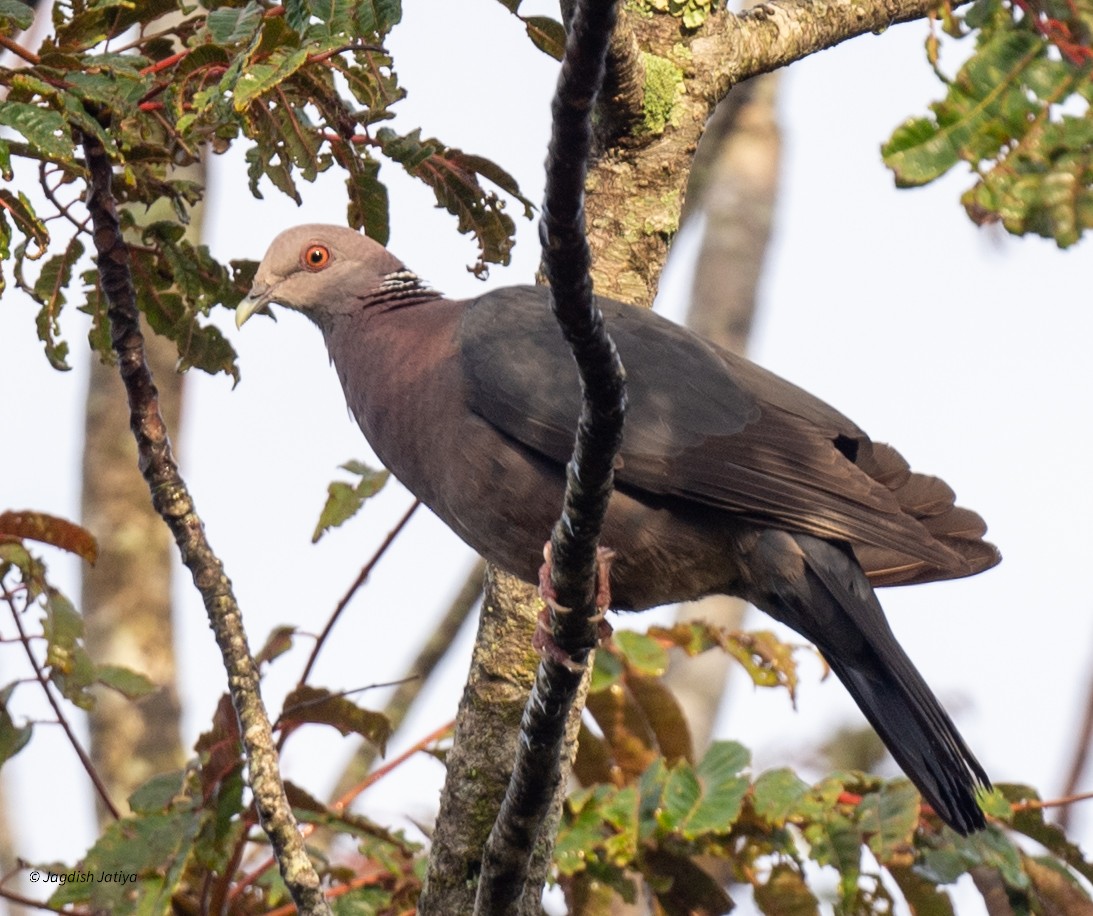 Sri Lanka Wood-Pigeon - ML645592563