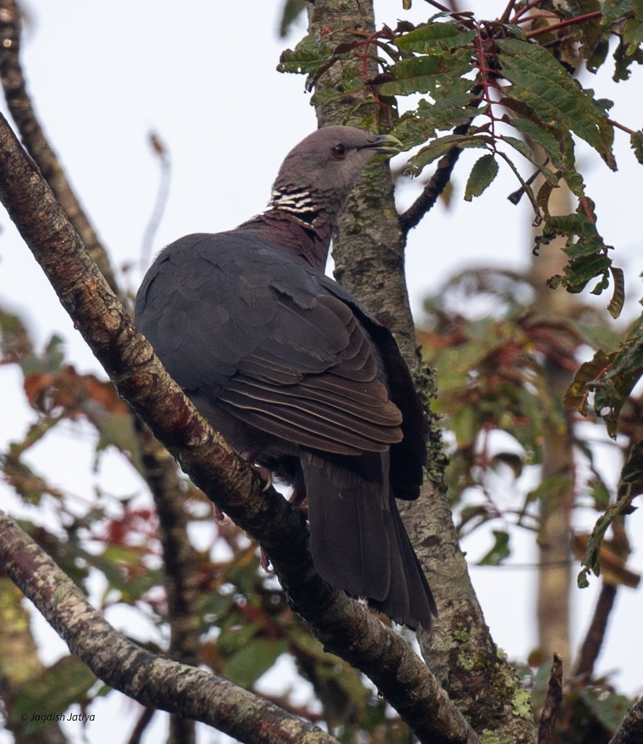 Sri Lanka Wood-Pigeon - ML645592564
