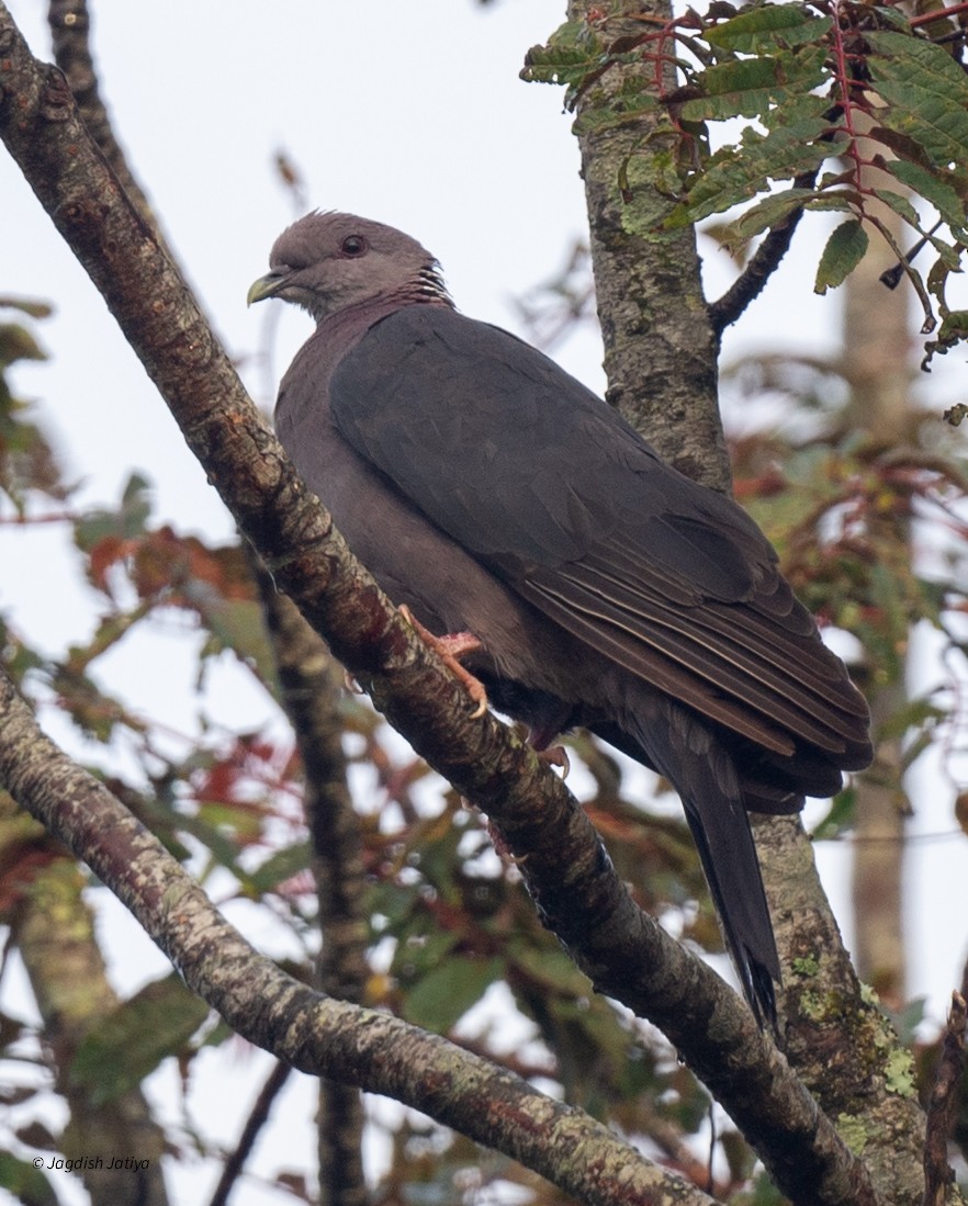 Sri Lanka Wood-Pigeon - ML645592565