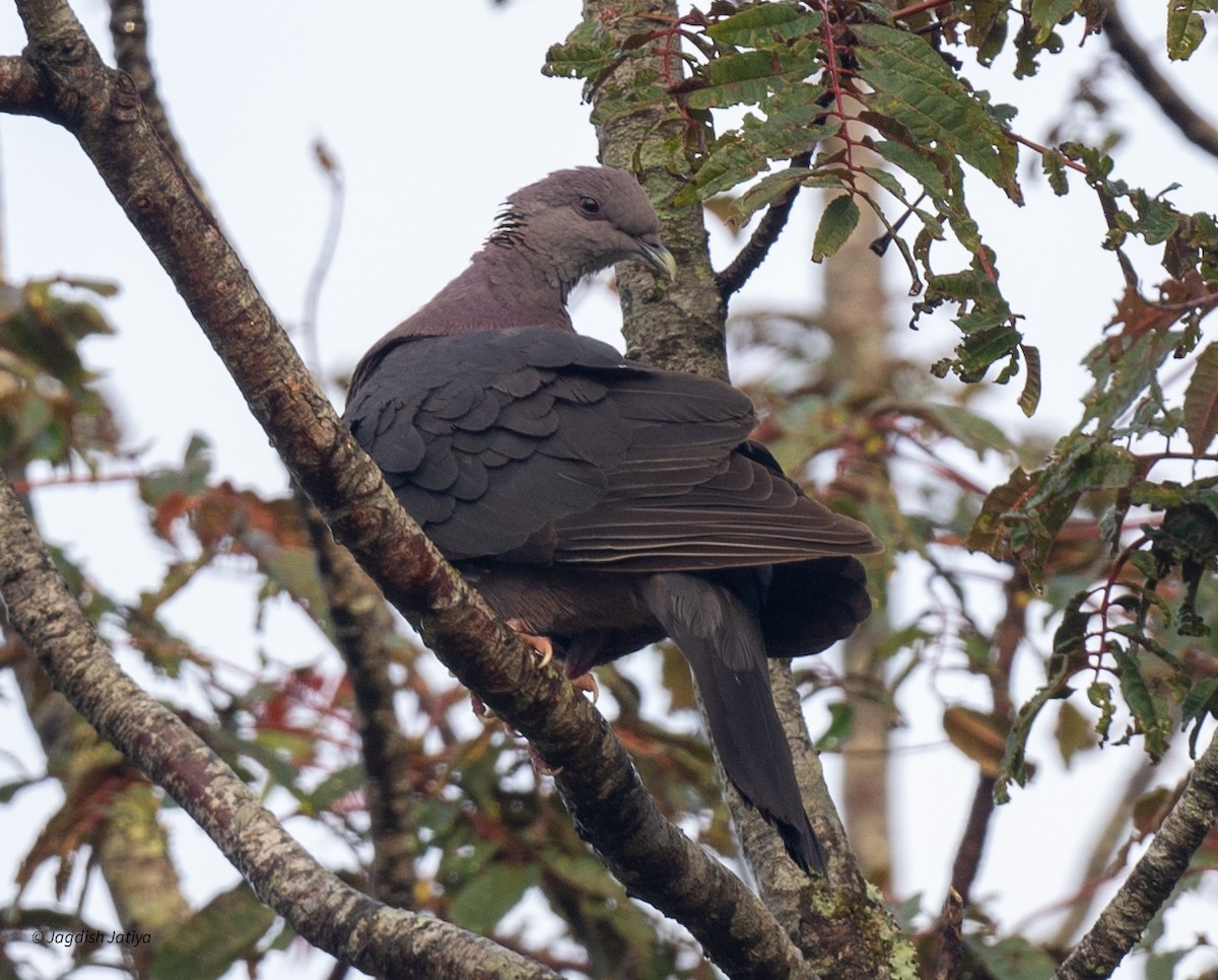 Sri Lanka Wood-Pigeon - ML645592566