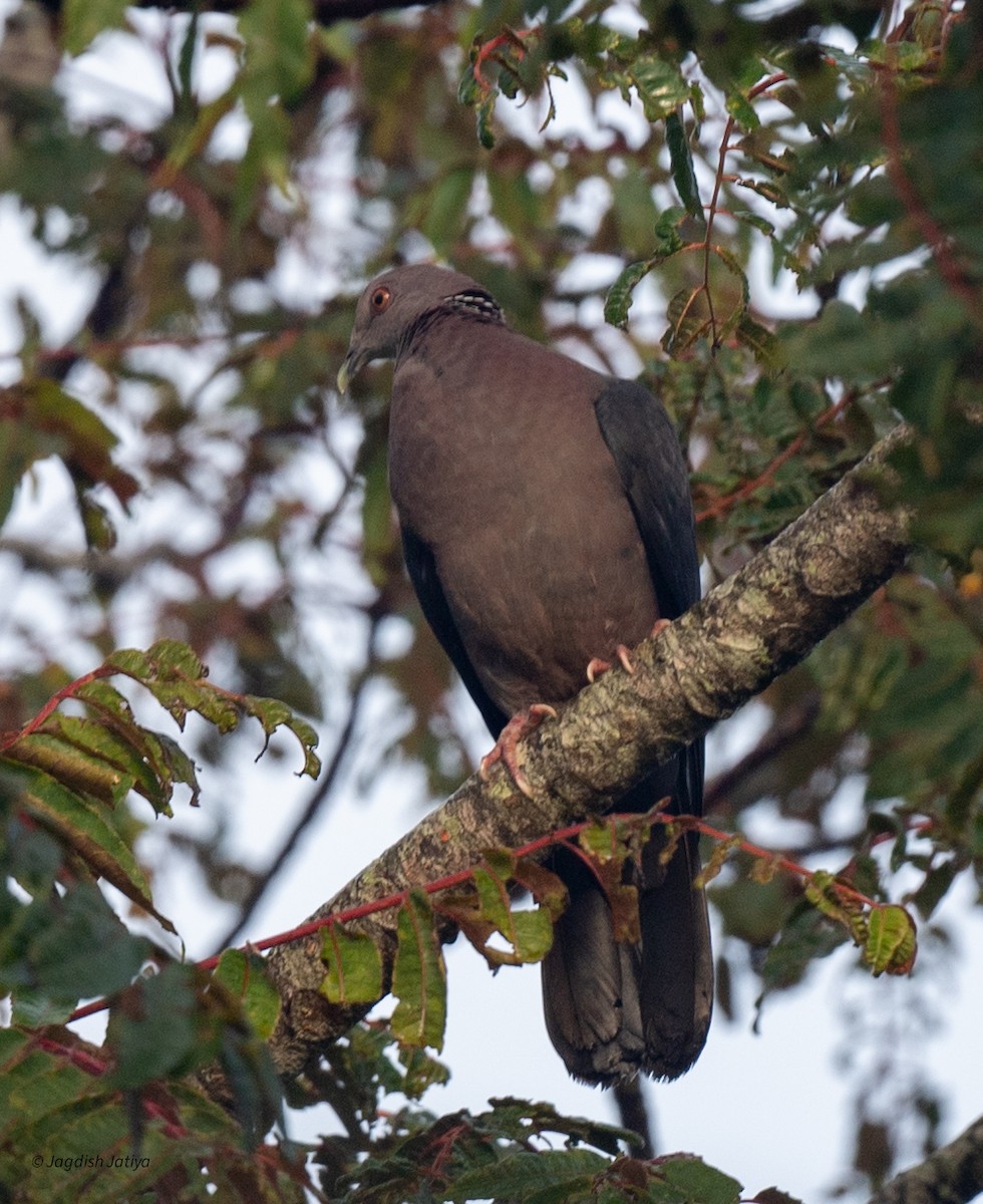Sri Lanka Wood-Pigeon - ML645592567