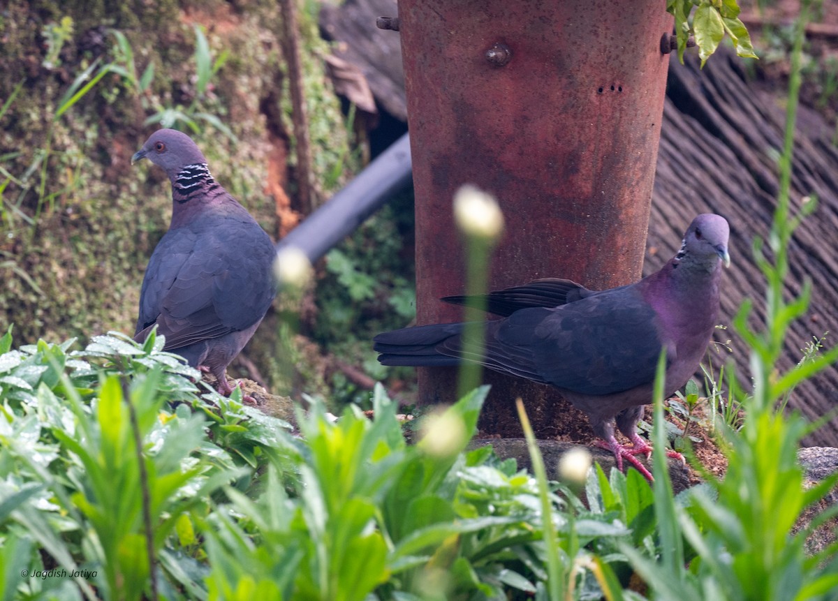 Sri Lanka Wood-Pigeon - ML645592568