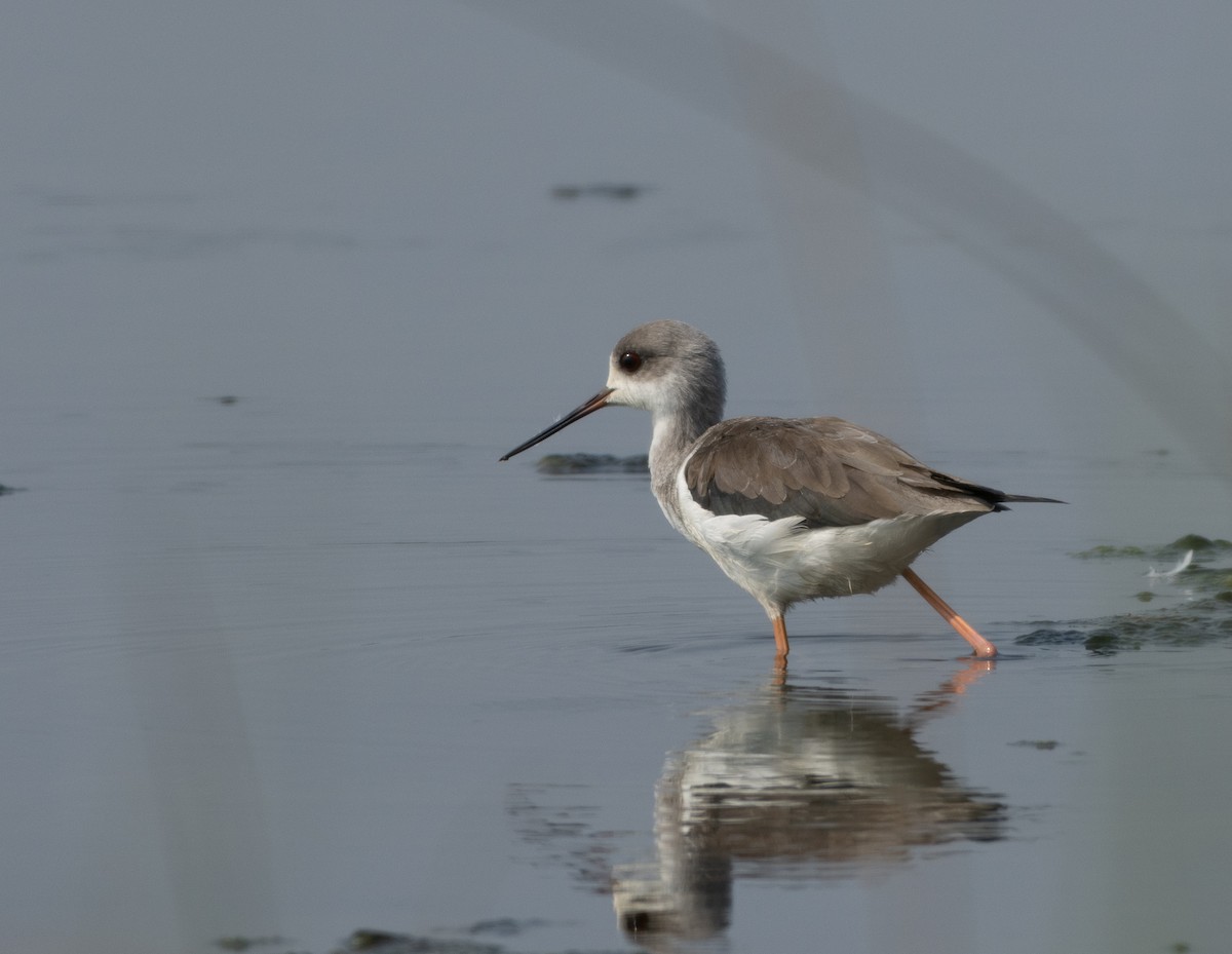 Black-winged Stilt - ML645592570