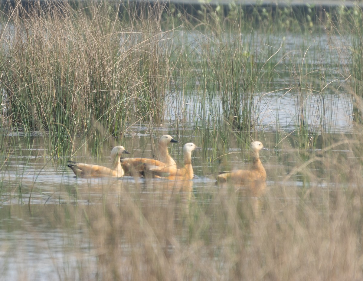 Ruddy Shelduck - ML645592571