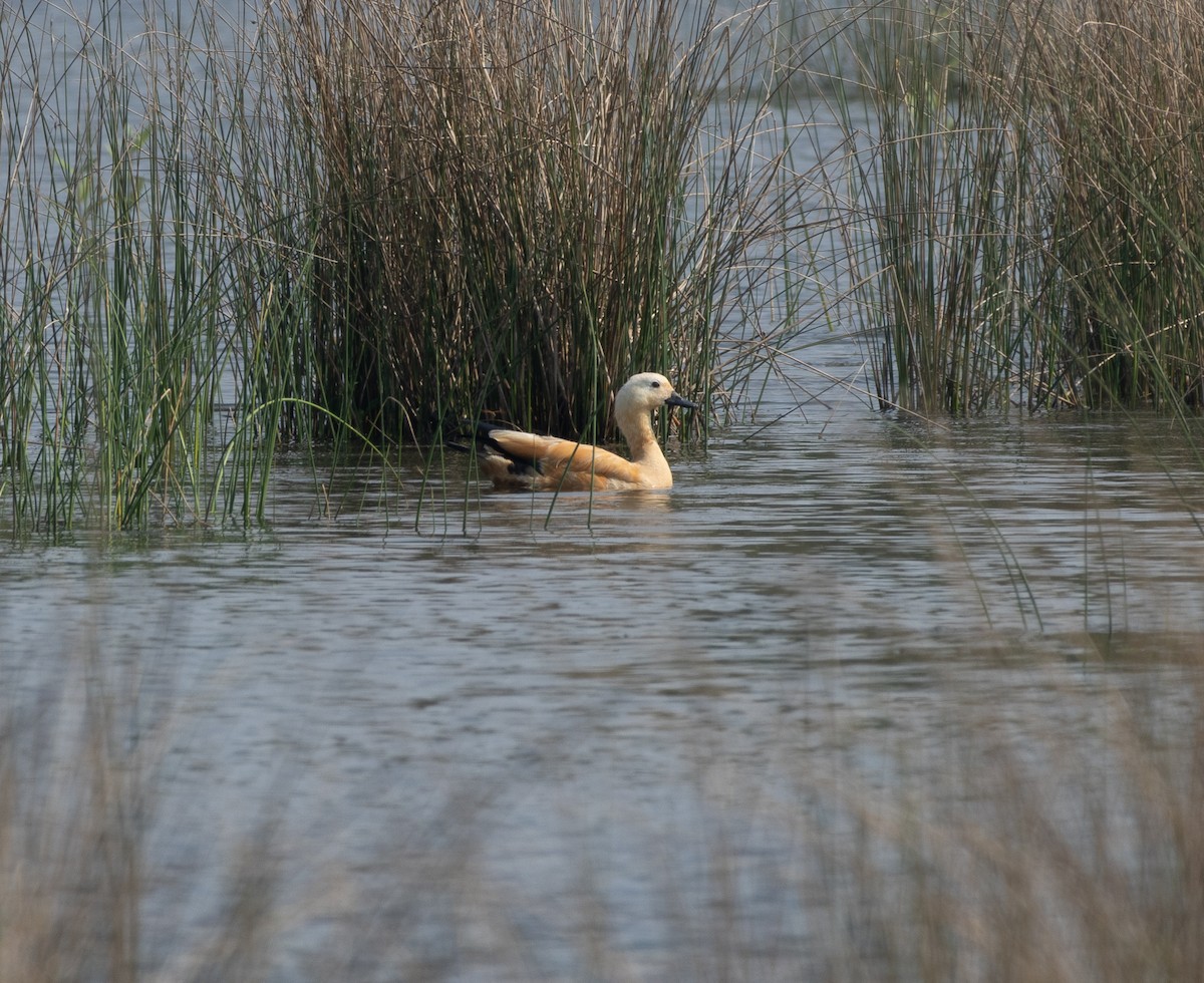 Ruddy Shelduck - ML645592572