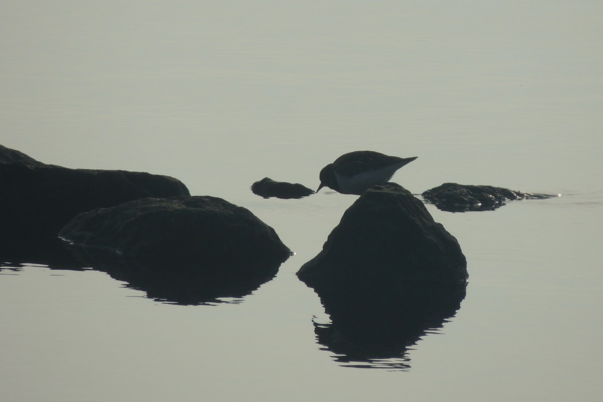 Ruddy Turnstone - ML645592575