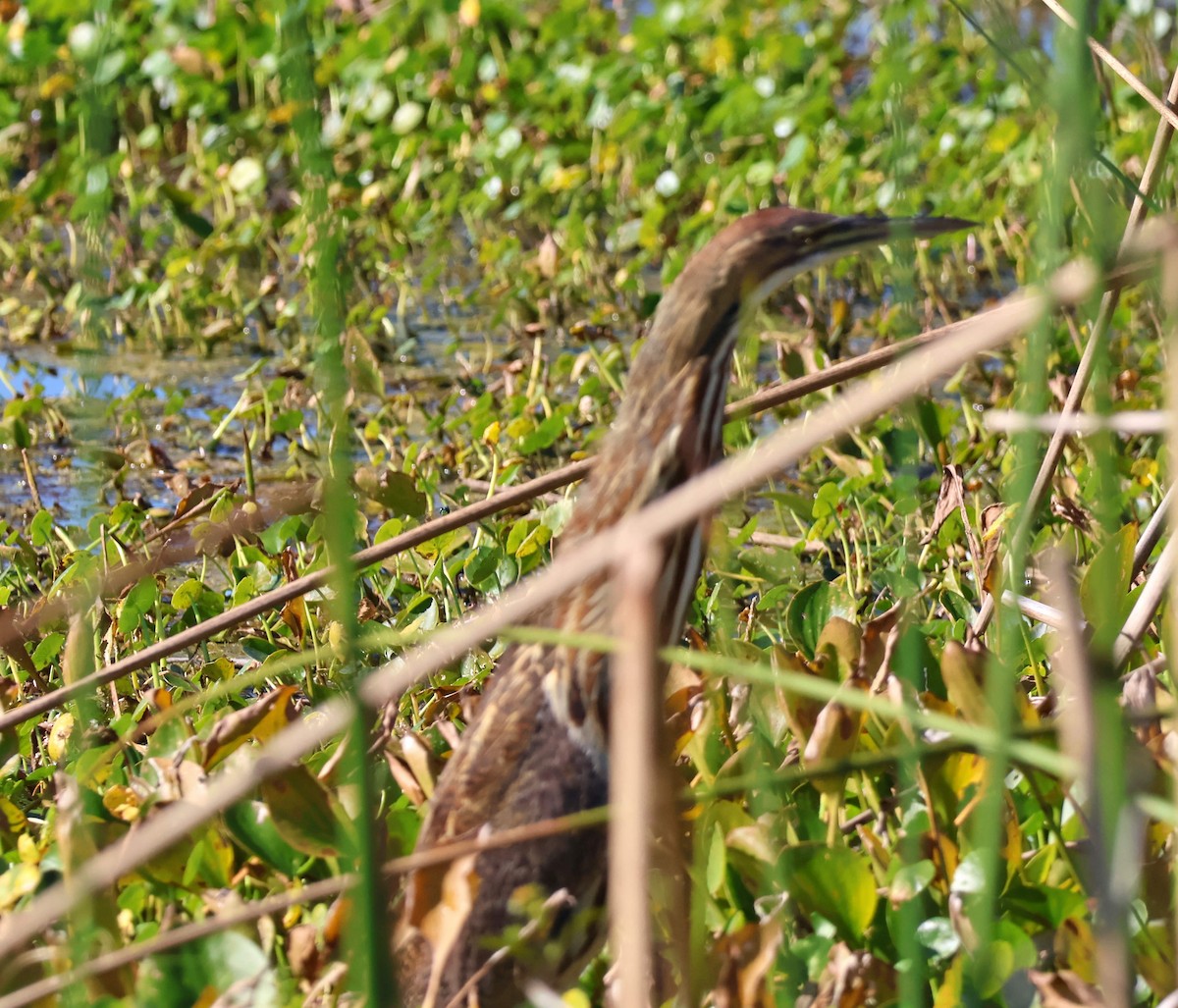 American Bittern - ML645592576