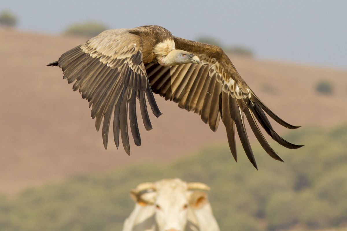 Eurasian Griffon - ML645592577