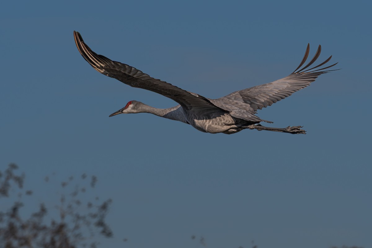 Sandhill Crane - ML645592578