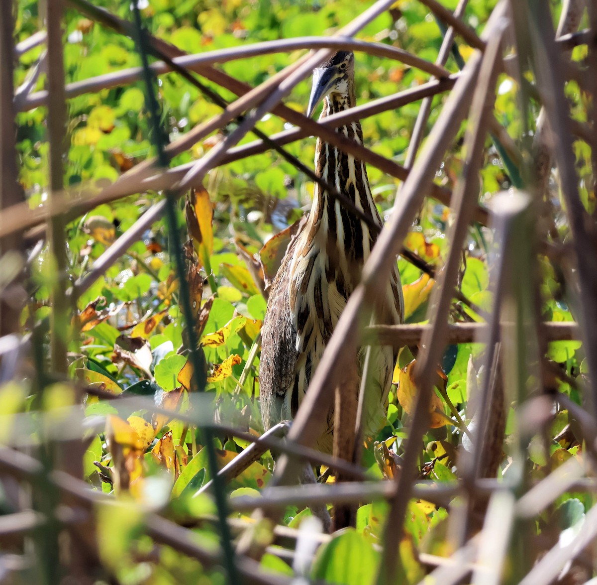 American Bittern - ML645592579