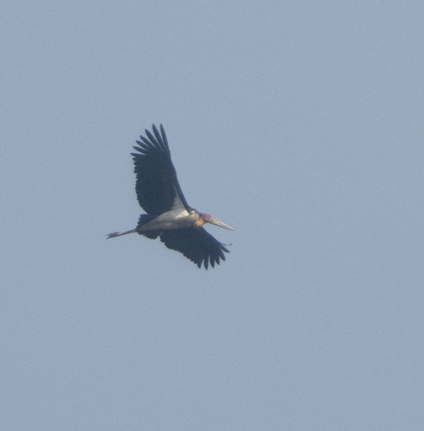 Lesser Adjutant - ML645592580