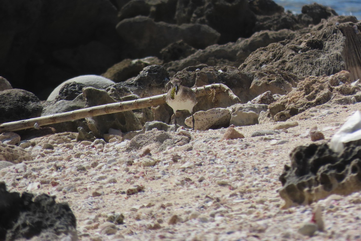 Black-bellied Plover - ML645592581