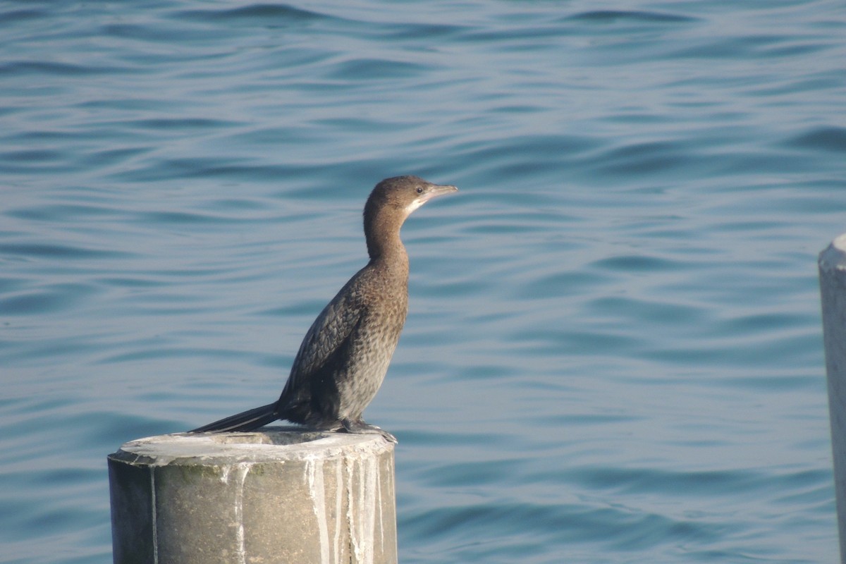 Ubarroi txikia - ML645592588