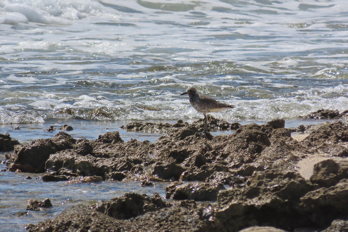 Black-bellied Plover - ML645592600