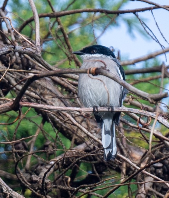 Bar-winged Flycatcher-shrike - ML645592601