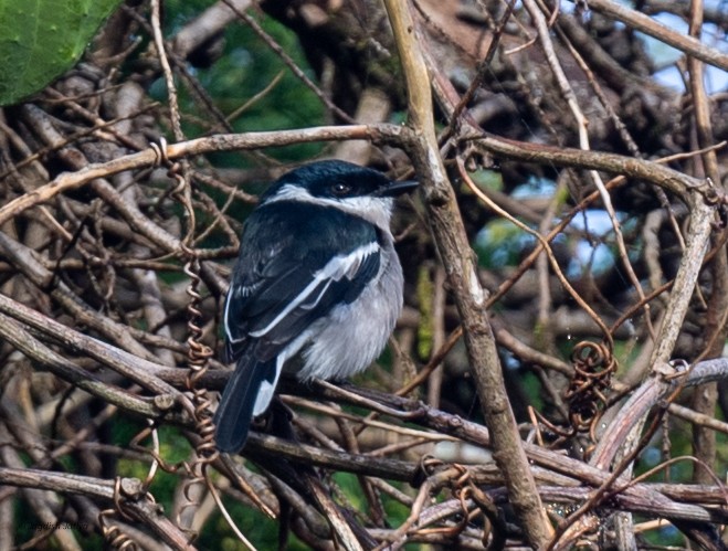 Личинколюб білокрилий - ML645592602