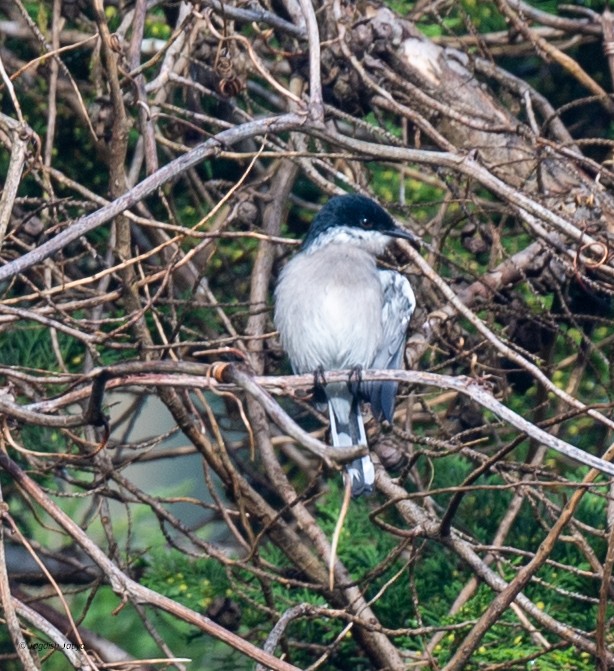 Bar-winged Flycatcher-shrike - ML645592603