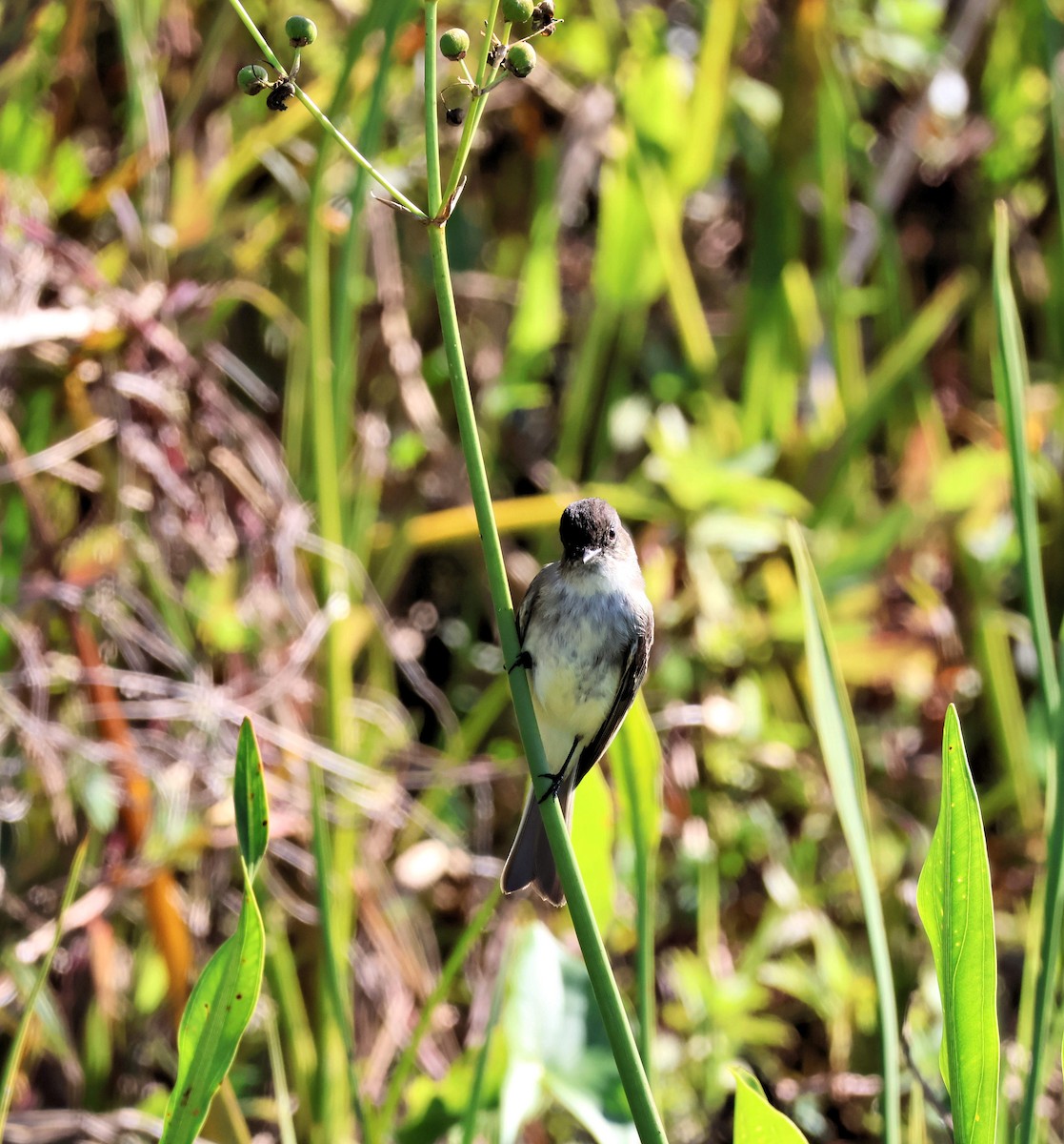 Eastern Phoebe - ML645592605