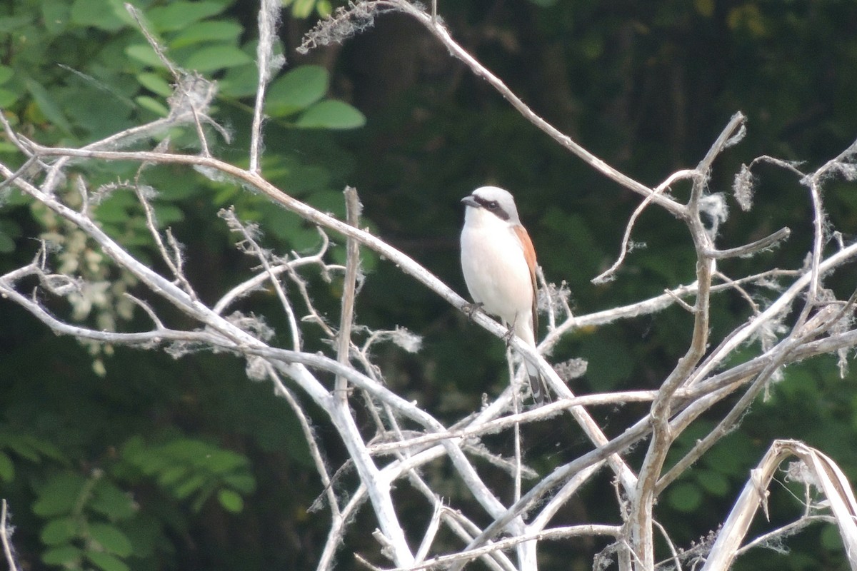Red-backed Shrike - ML645592606