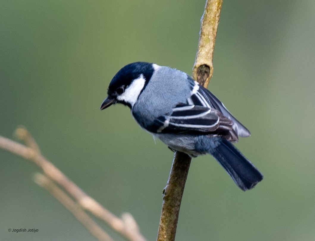 Asian Tit - ML645592607
