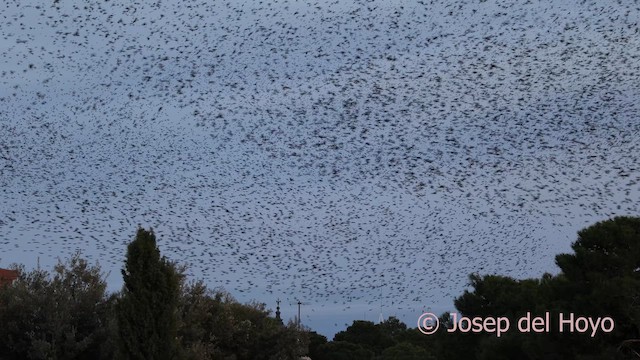 European Starling - ML645592610