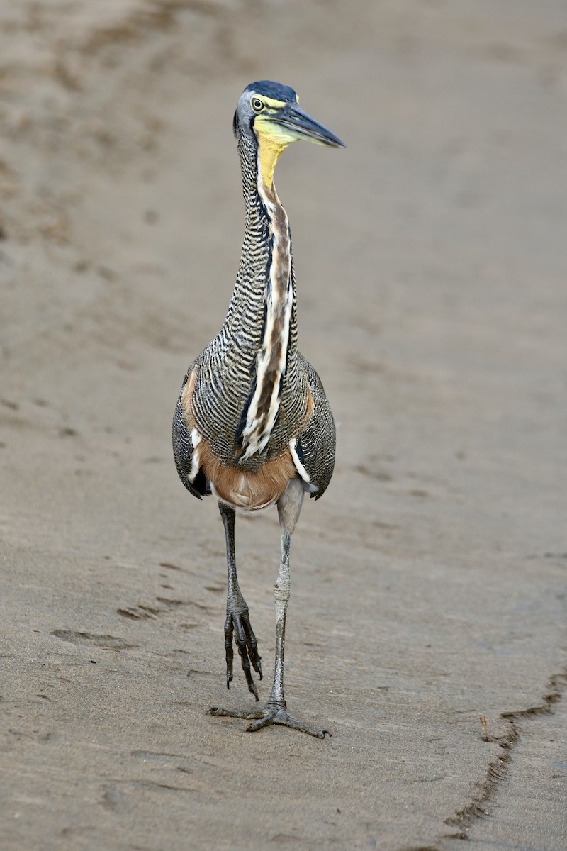 Bare-throated Tiger-Heron - ML645592612