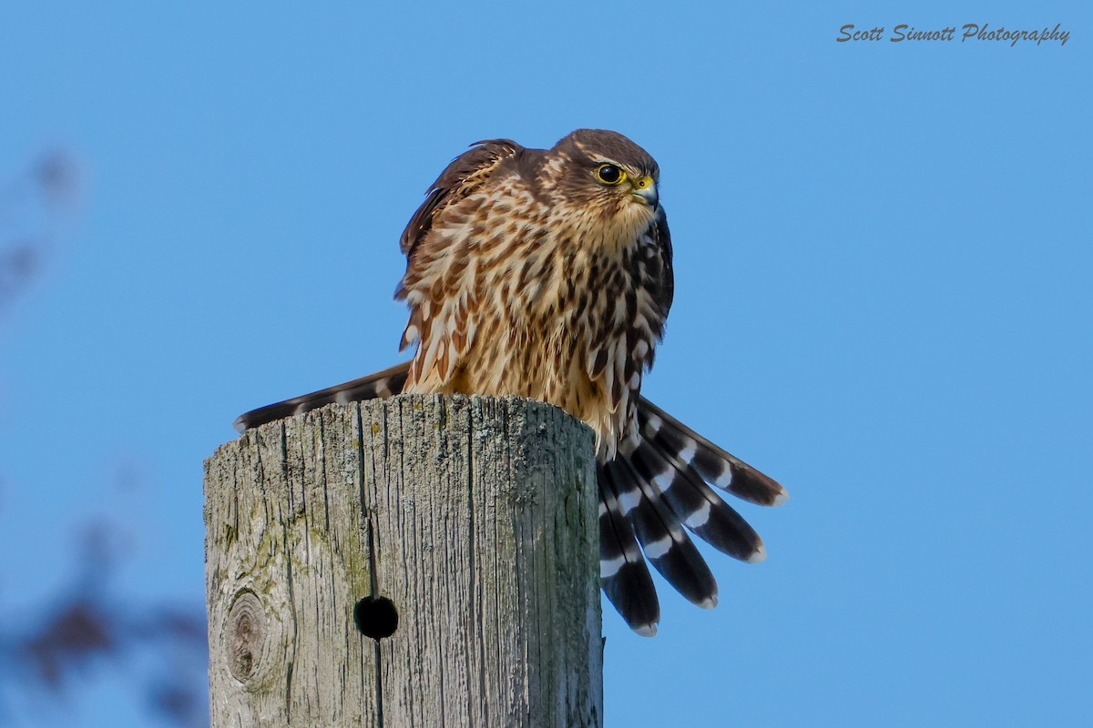 Merlin - ML645592613