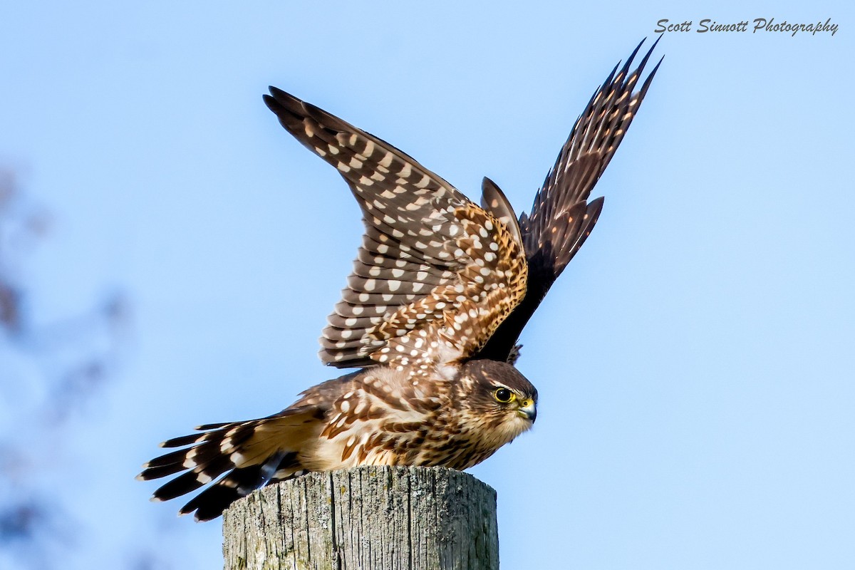 Merlin - ML645592614