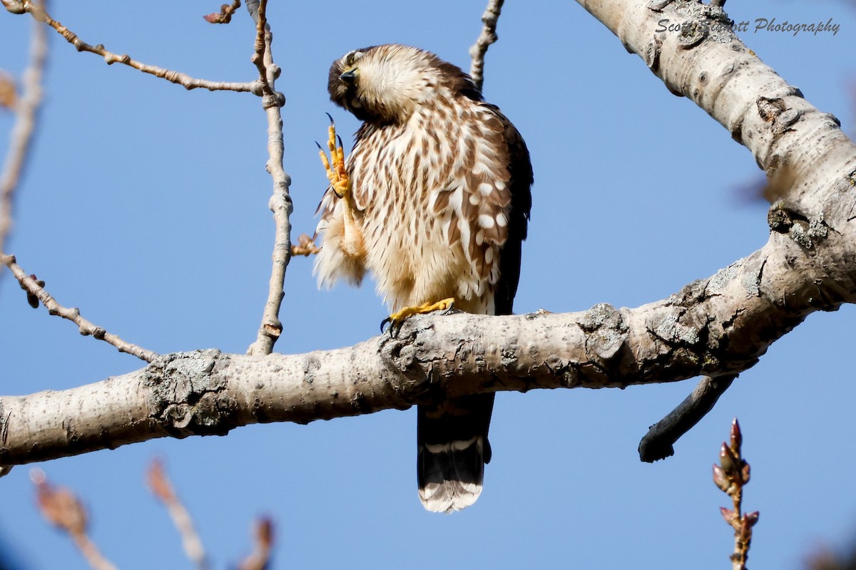 Merlin - ML645592615