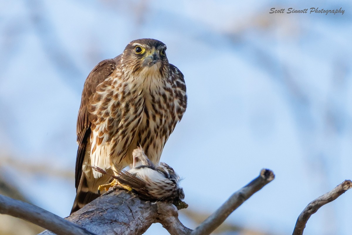 Merlin - ML645592616