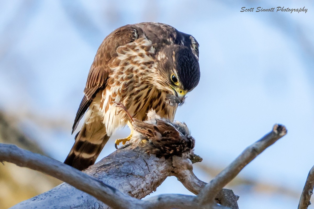 Merlin - ML645592617