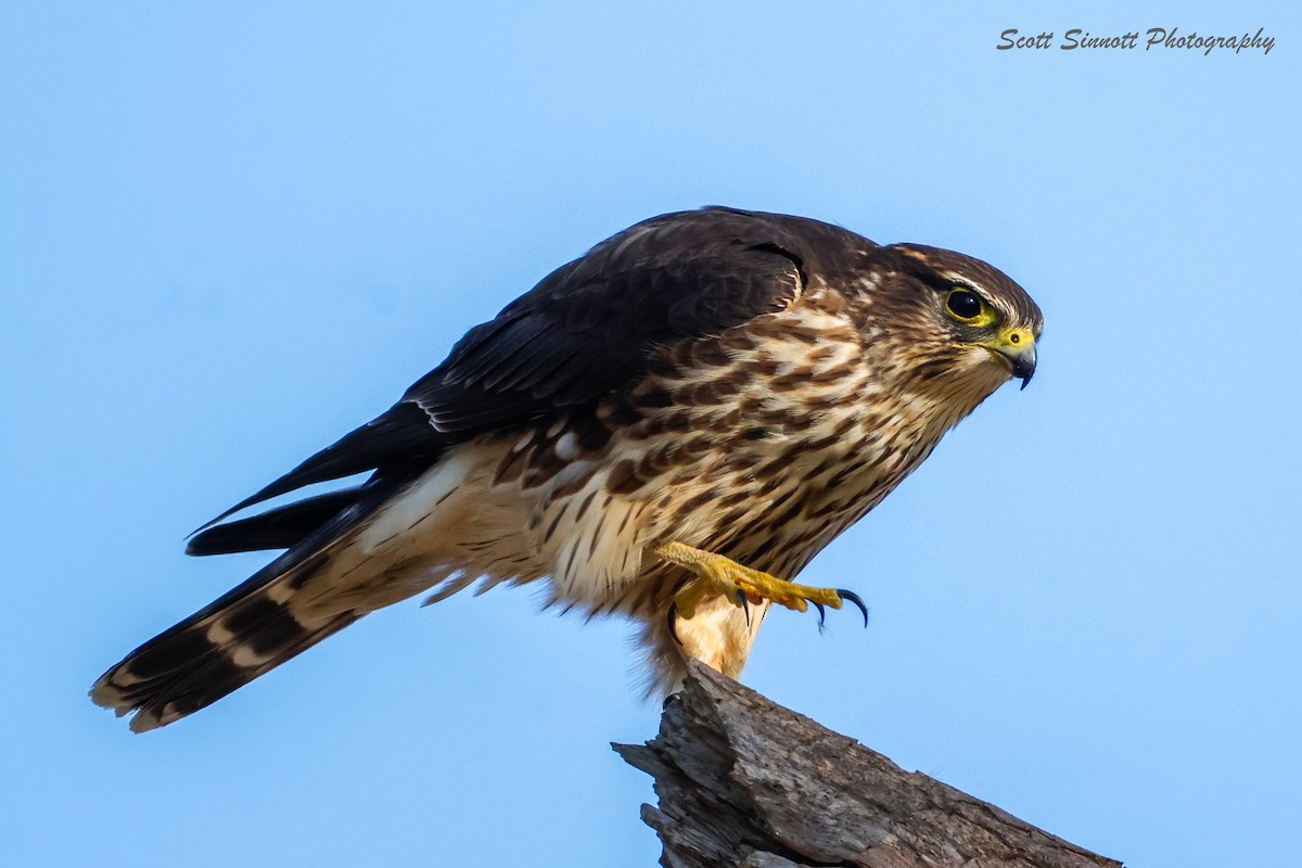 Merlin - ML645592618