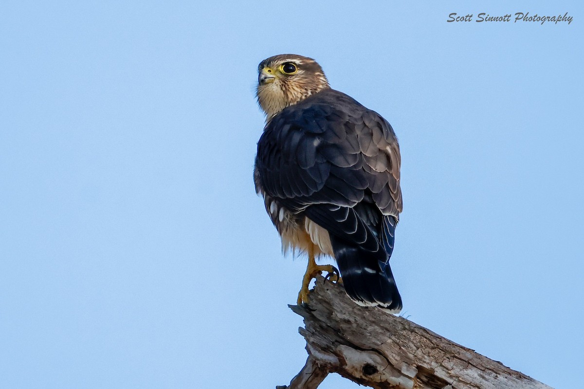 Merlin - ML645592619