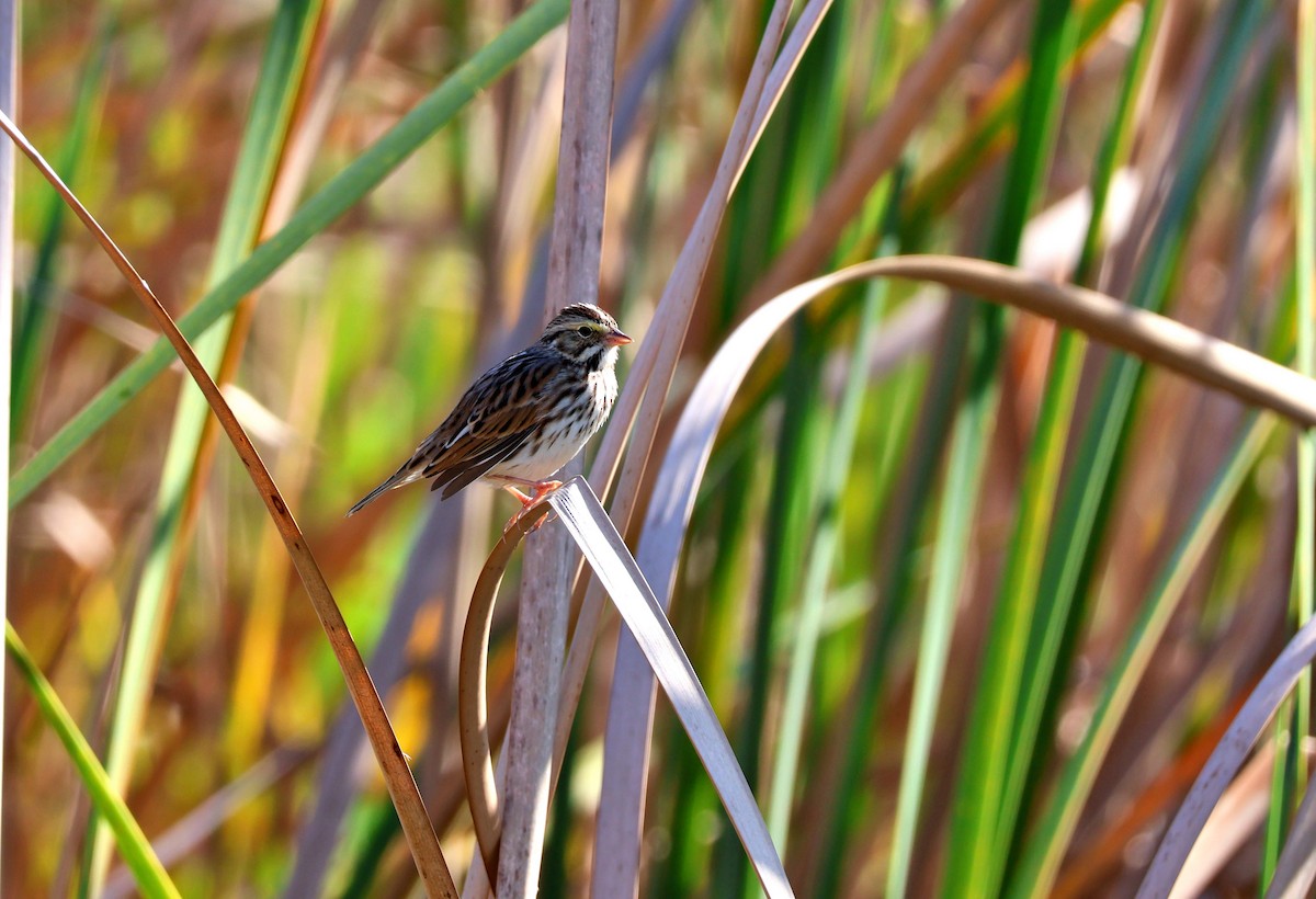 Savannah Sparrow - ML645592620