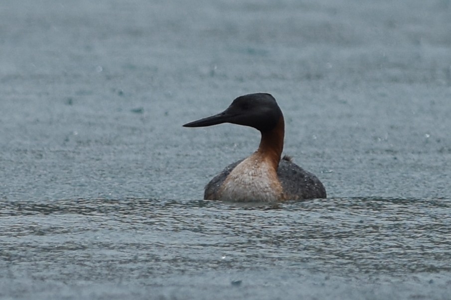 Great Grebe - ML645592621