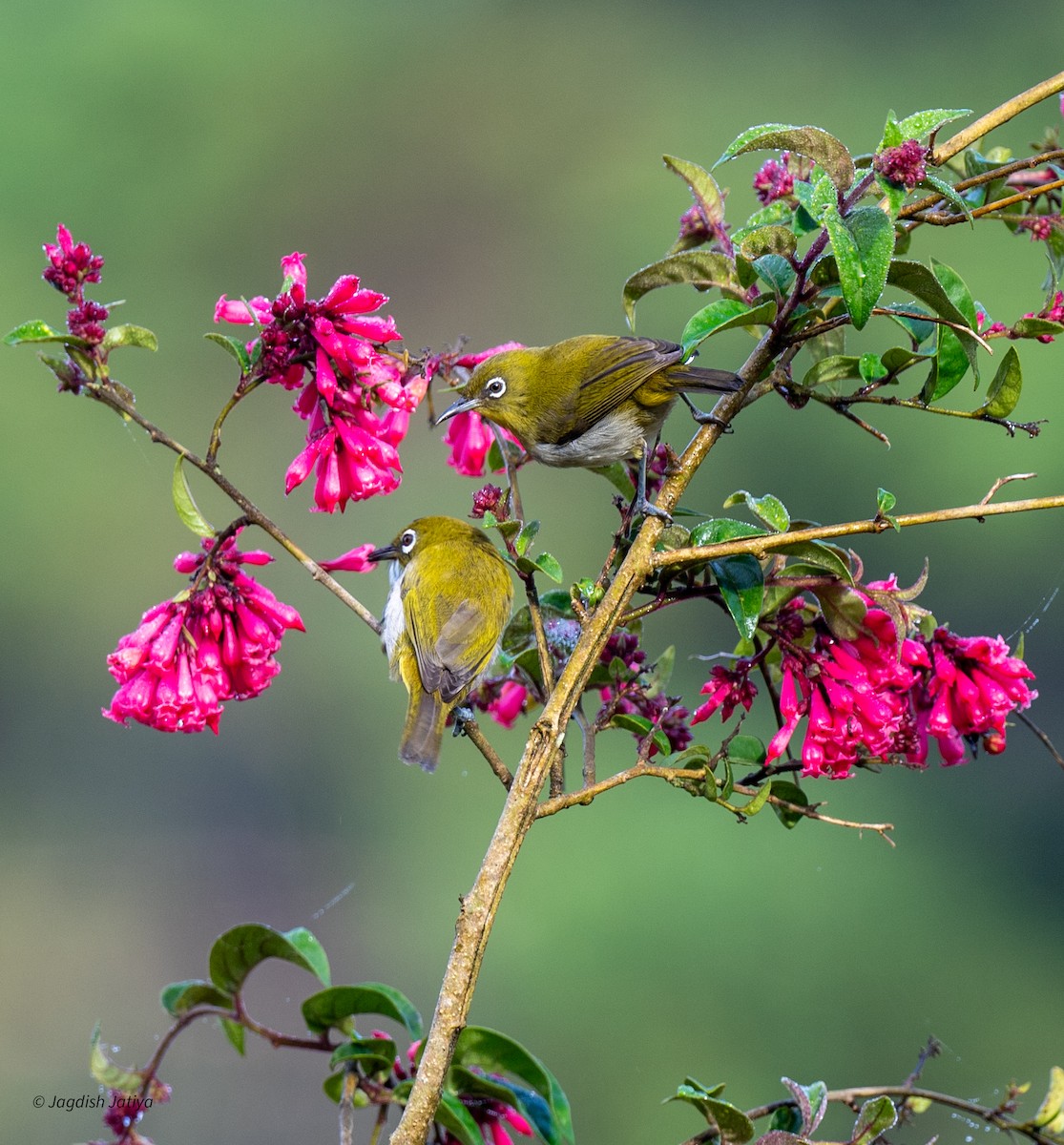 Sri Lanka White-eye - ML645592622