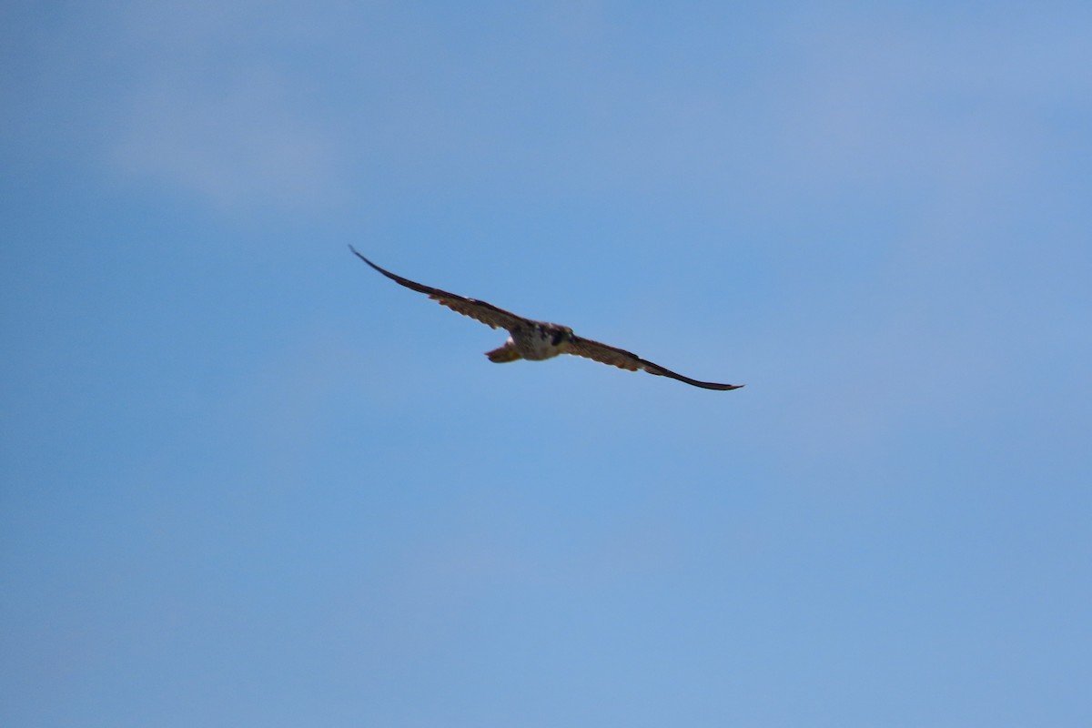 Peregrine Falcon - ML645592623