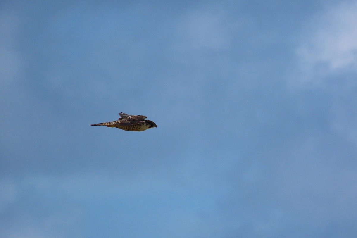 Peregrine Falcon - ML645592624