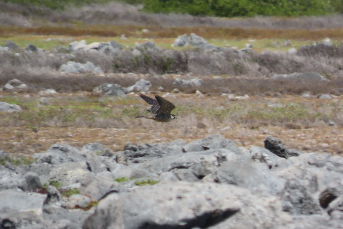 Peregrine Falcon - ML645592625
