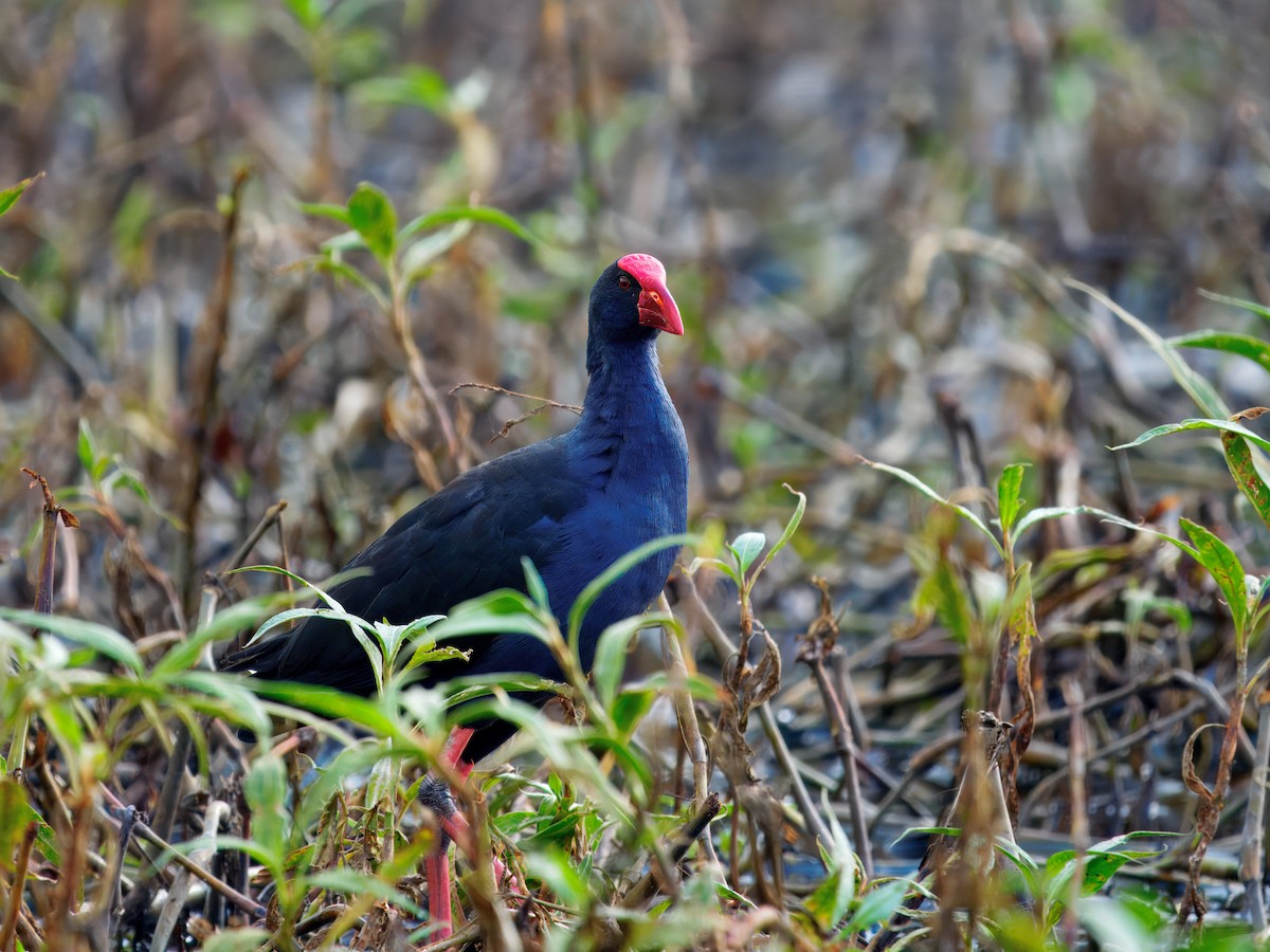 Australasian Swamphen - ML645592626