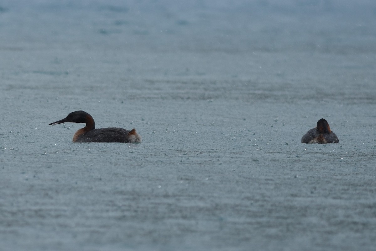 Great Grebe - ML645592627