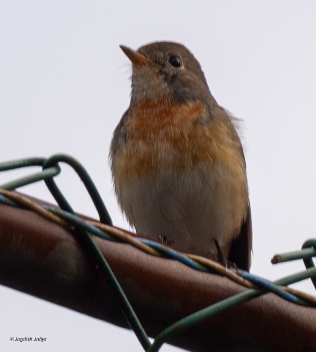 Kashmir Flycatcher - ML645592630