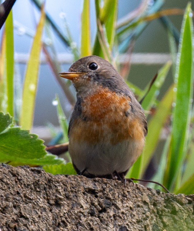 Kashmir Flycatcher - ML645592631