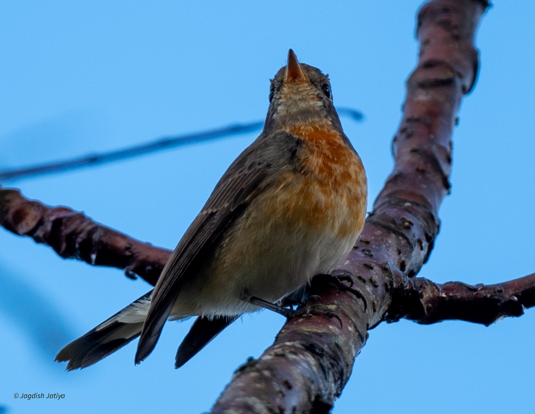 Kashmir Flycatcher - ML645592632