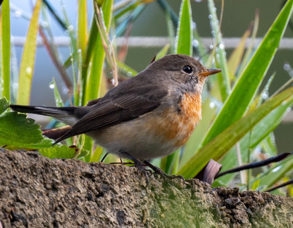 Kashmir Flycatcher - ML645592633